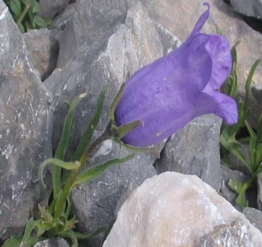 Campanula alpestris / Campanula occidentale